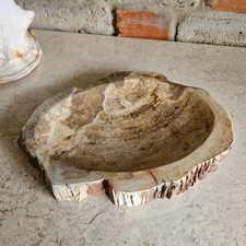 Fossil Schale Versteinertes