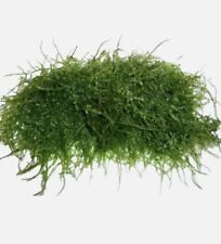 JAVAMOOS Handful * Aquarium * Aquatic Plants * Shrimp * Fish