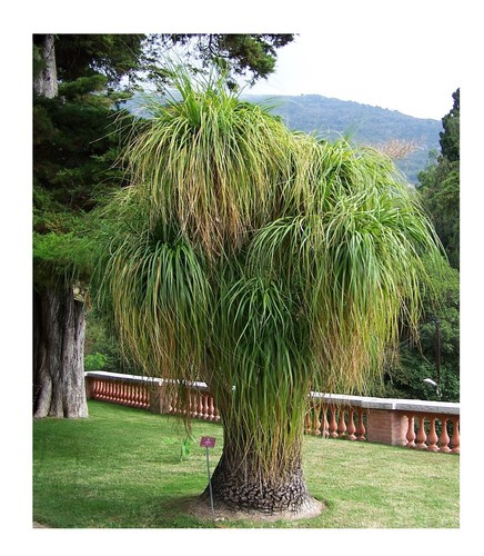 Elefantenfuß palme samen - elefantenfuß, 10