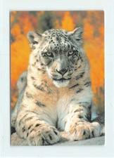 1 AK Schneeleopard Leopard Großkatze Raubkatze Raubtier 1 !!! *