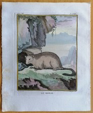 Buffon Originaldruck Frühe