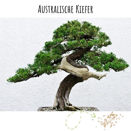 Bonsai samen australische - bonsai-samen,
