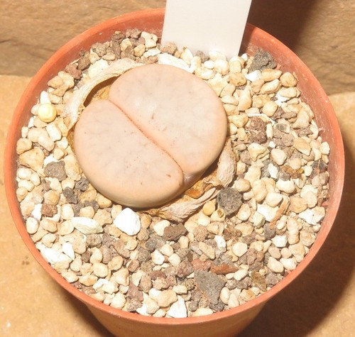 Lithops pseudotruncatella ssp