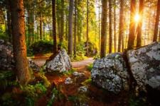 Wandbild: Verzauberte Wälder