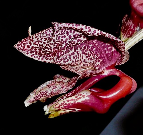 Coryanthes hybride red robin - coryanthes,