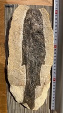 Fossil fisch tharrhias - fisch,
