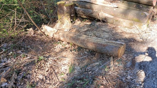 Brennholz holzstamm hartholz - brennholz,