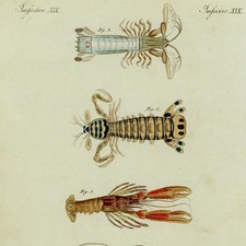 Insects Cancer Finger Cancer