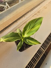 Musa Basjoo Varigiata 1