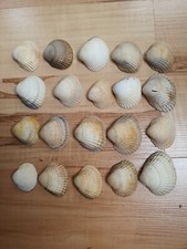 20 weiss bräunlich Muscheln
