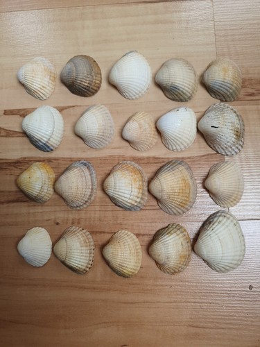Weiss bräunlich muscheln - 20,