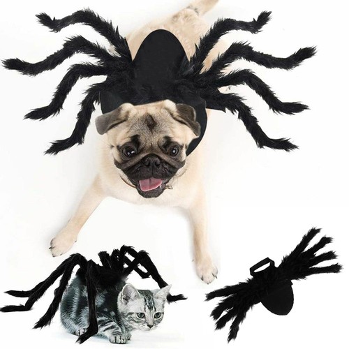 Halloween spinnen haustier - halloween,