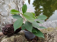Birkenfeige Ficus Benjamina im
