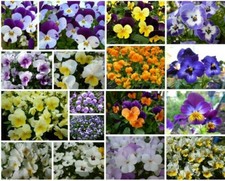 Hornveilchen viola mini - viola,