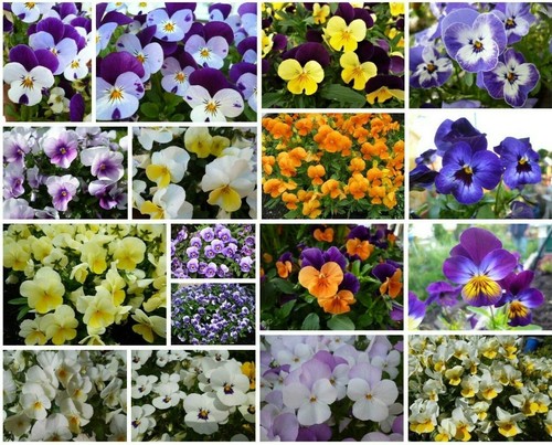 Hornveilchen viola mini - hornveilchen,