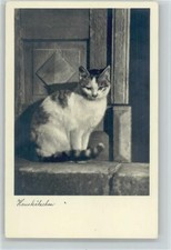 12004697 - Hauskatze - 1940