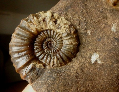 Fossilien ammonit jura lias - jura,