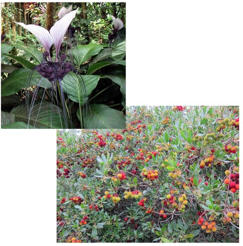 Super blumen samen sparset - blumen,