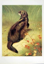 Original alter Vintage Druck