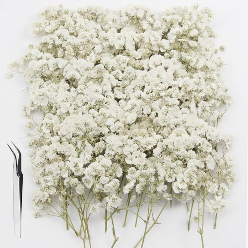 Trockenblumen set - trockenblumen,