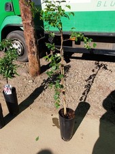 Surinamkirsche - Pitanga eine