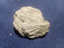 Versteinerungen Fossilien