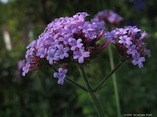 Verbene, Eisenkraut, blaue Blütenkugeln, Co. 2 L