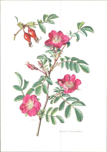 Druck bergrose rosa - bergrose,