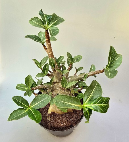Sehr schöne adenium baobab - sehr,