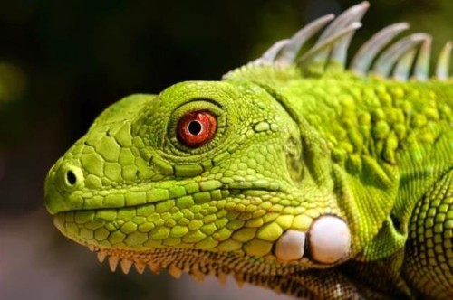 Junggrüner leguan aus - junggrüner,
