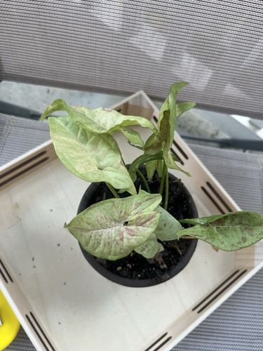 Arrowhead syngoniums - arrowhead, syngoniums-