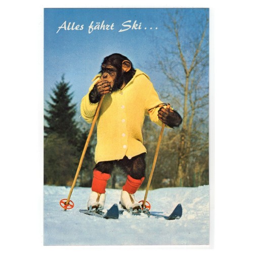 Schimpanse charly - ak, "charly"