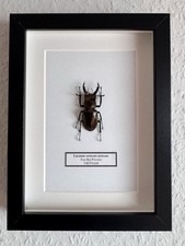 Echter exotischer Hirschkäfer