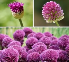 winterhart Purpur-Kugellauch