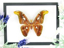 3D Atlas Moth – riesiger