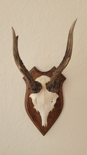 Geweih klein zum aufhängen - klein,