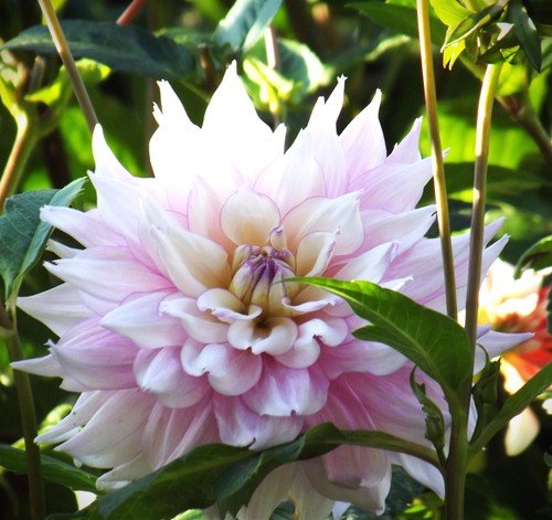 Dahlien - ,