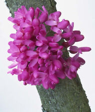 Echter Judasbaum - Cercis siliquastrum, Pflanze