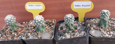 Pediocactus winkleri und
