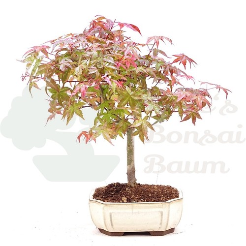 Bonsai rotaustreibender - bonsai,