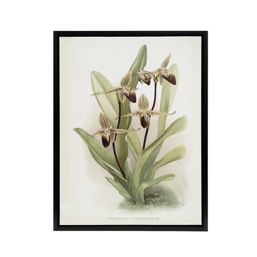 Frederick sander cypripedium - frederick,