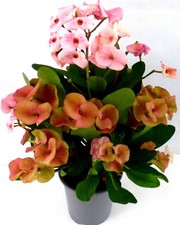 Christusdorn Euphorbia
