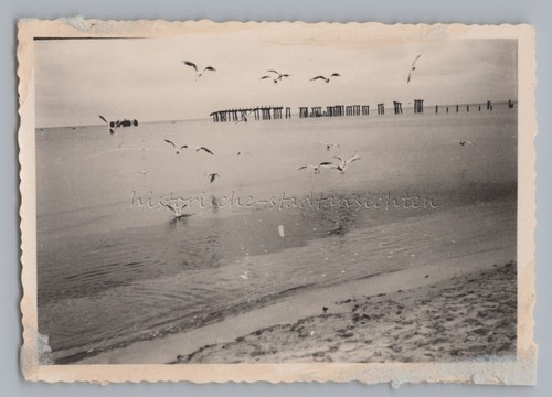 Möwen anflug altes foto - altes,