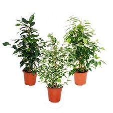 Ficus benjamini 3er set - -,