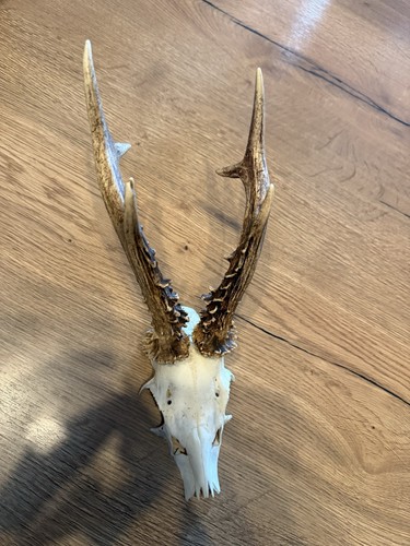 Rehgehörn trophäe rehbock - trophäe,