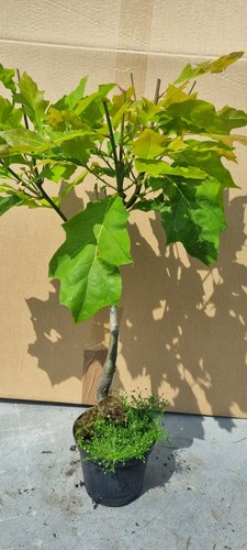 Eichen prebonsai roteiche - eichen-prebonsai,,