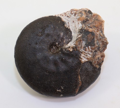 Ammonit ptychites acutus - ammonit,,