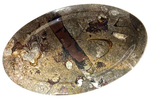 Fm0294 orthoceras schale - orthoceras,