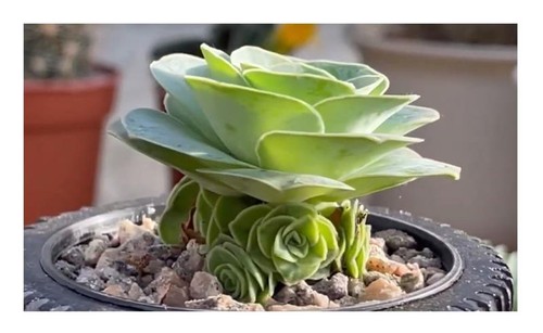 20x aeonium aureum sukkulenten - aeonium,