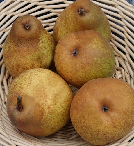 Birnenbaum